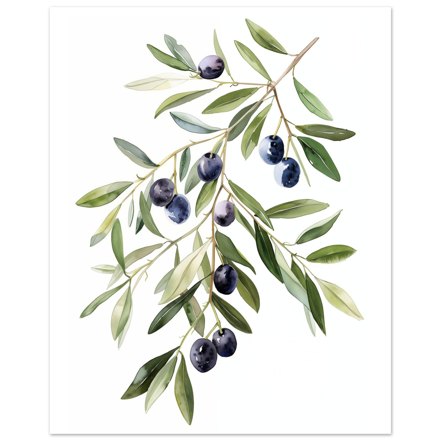 Olive Branch Serenity Poster 40x50 cm - Pixara