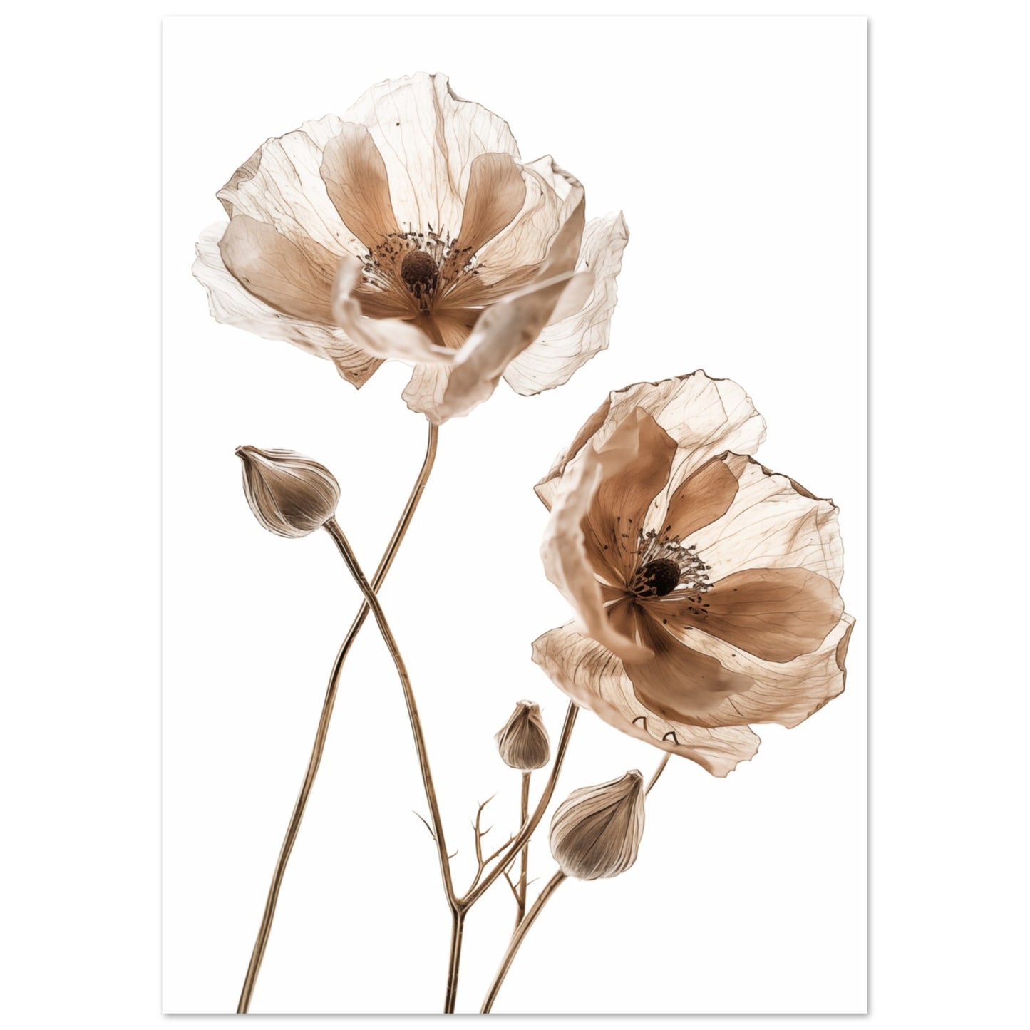 Delicate Dried Blooms Poster A4 21x29.7 cm - Pixara