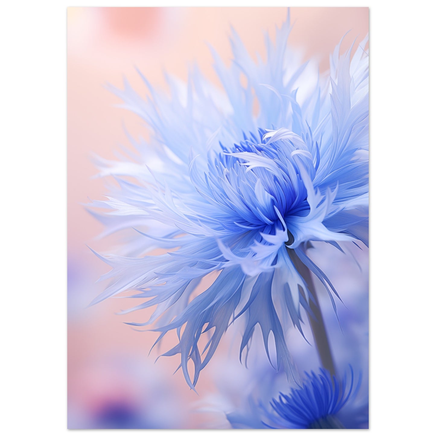 Kornblume Poster 50x70 cm - Pixara