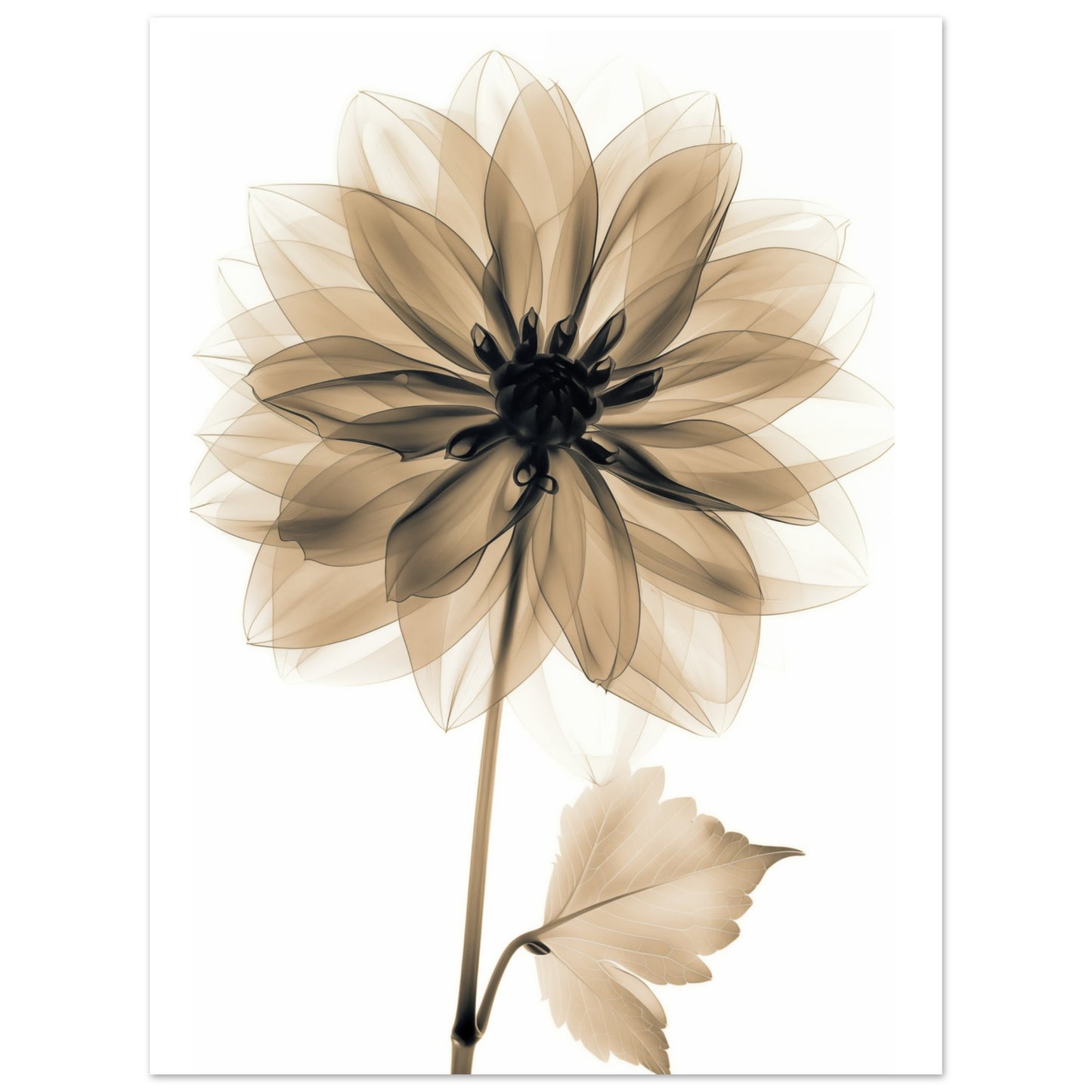Röntgendahlie 30x40 cm - Pixara