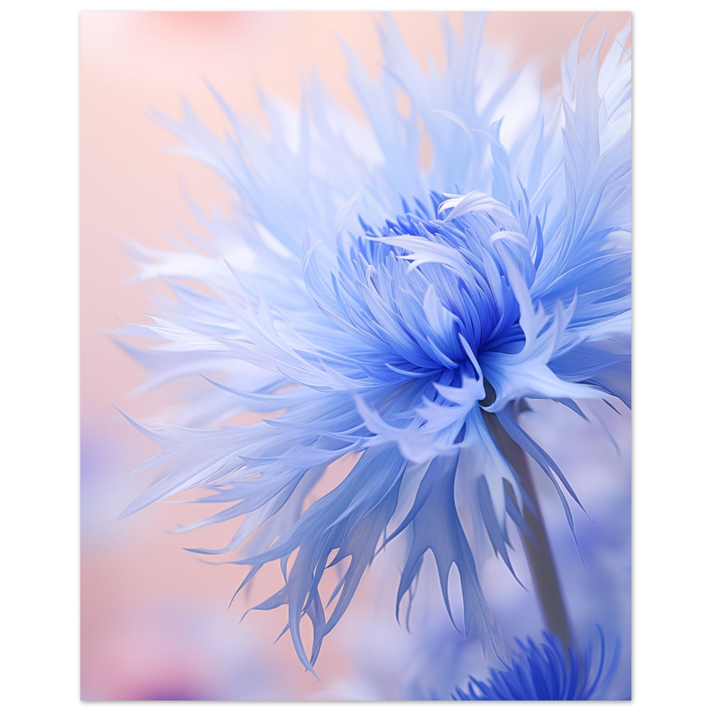 Kornblume Poster 40x50 cm - Pixara