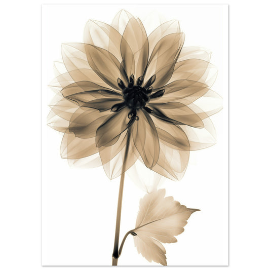 Röntgendahlie 50x70 cm - Pixara