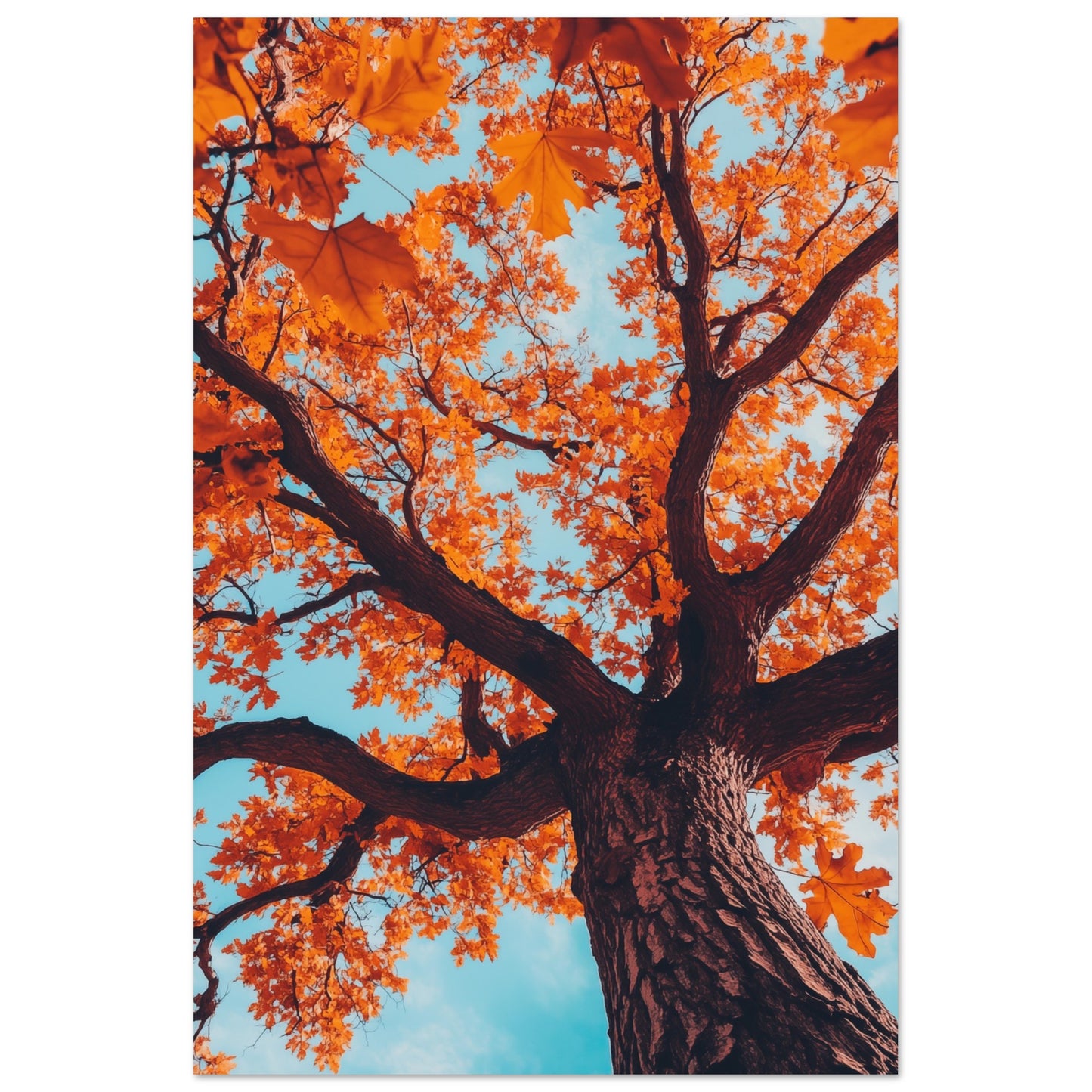 Majestätische Herbst-Eiche 60x90 cm - Pixara