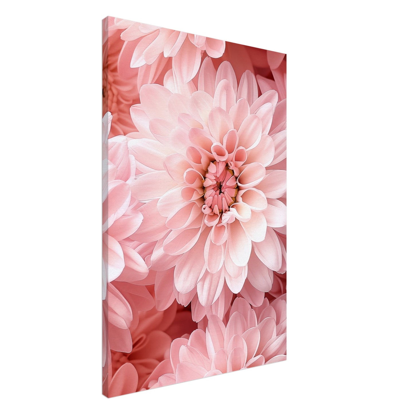 Rosa Chrysantheme Leinwand 60x90 cm - Pixara