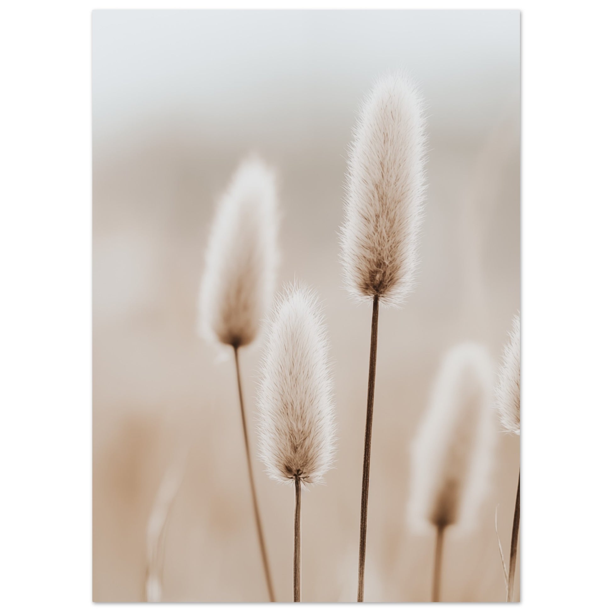 Hasenschwanzgräser in sanften Tönen 13x18 cm - Pixara