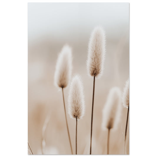 Hasenschwanzgräser in sanften Tönen 60x90 cm - Pixara