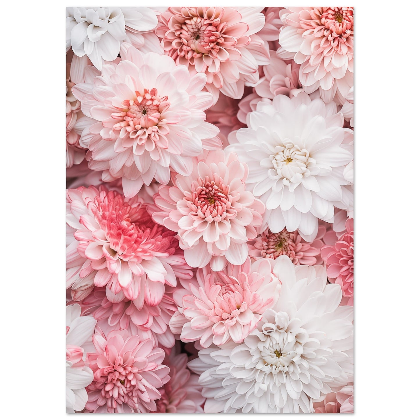 Chrysanthemen-Pracht Poster A4 21x29.7 cm - Pixara