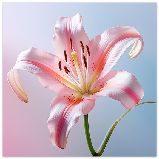 Zarte Eleganz 50x50 cm - Pixara