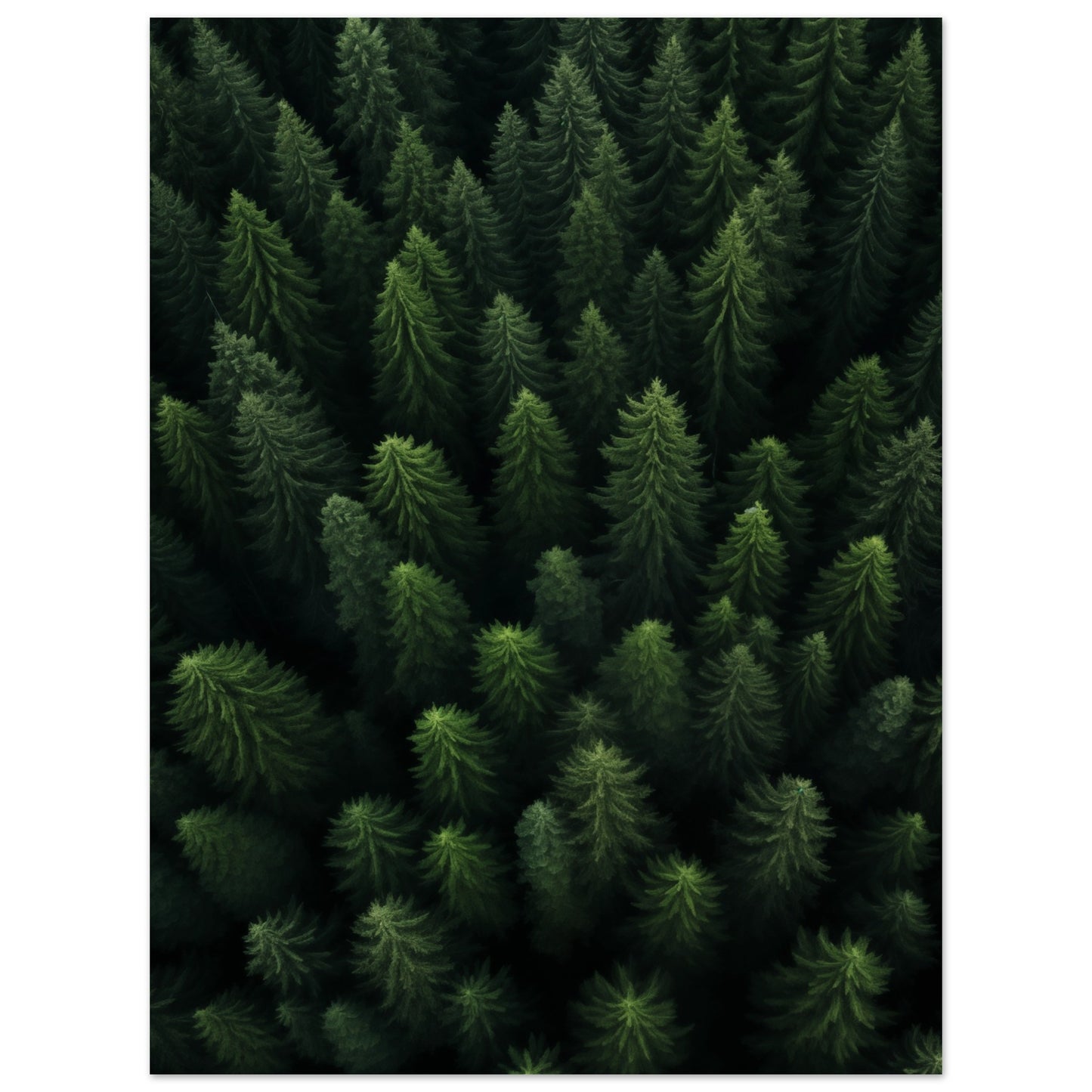 Wald von oben Poster 30x40 cm - Pixara
