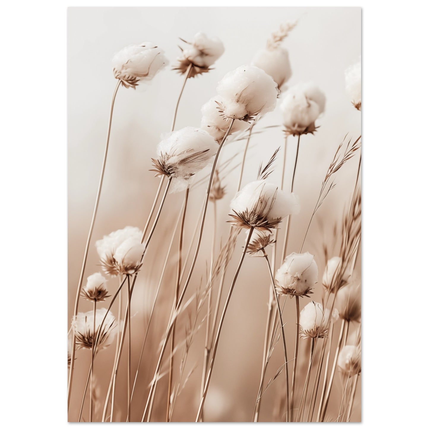 Flauschige Baumwollblumen A4 21x29.7 cm - Pixara