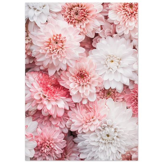 Chrysanthemen-Pracht Poster 50x70 cm - Pixara