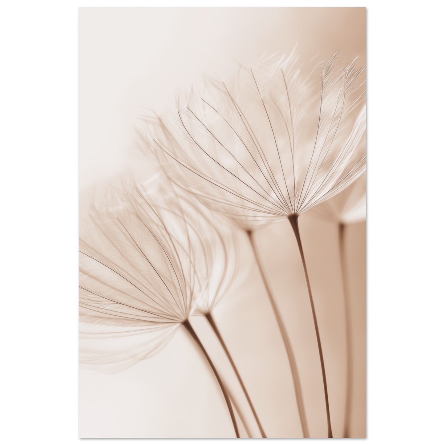 Zarte Pusteblume 60x90 cm - Pixara