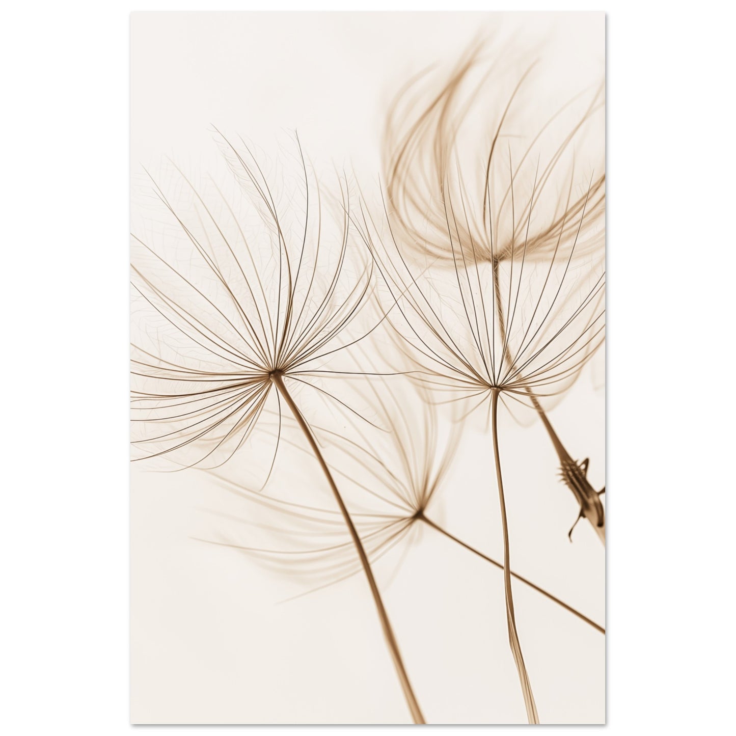 Löwenzahnträume 60x90 cm - Pixara