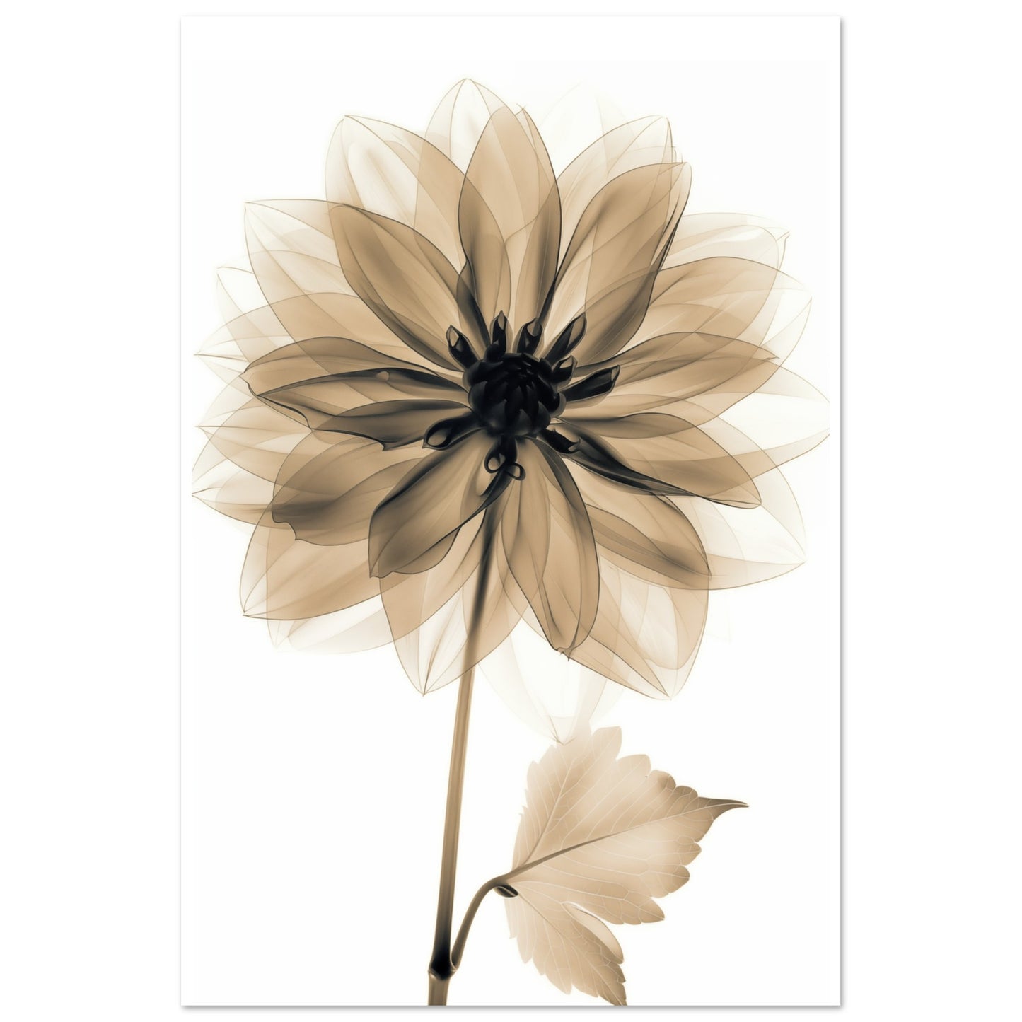 Röntgendahlie 60x90 cm - Pixara