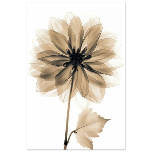Röntgendahlie 60x90 cm - Pixara