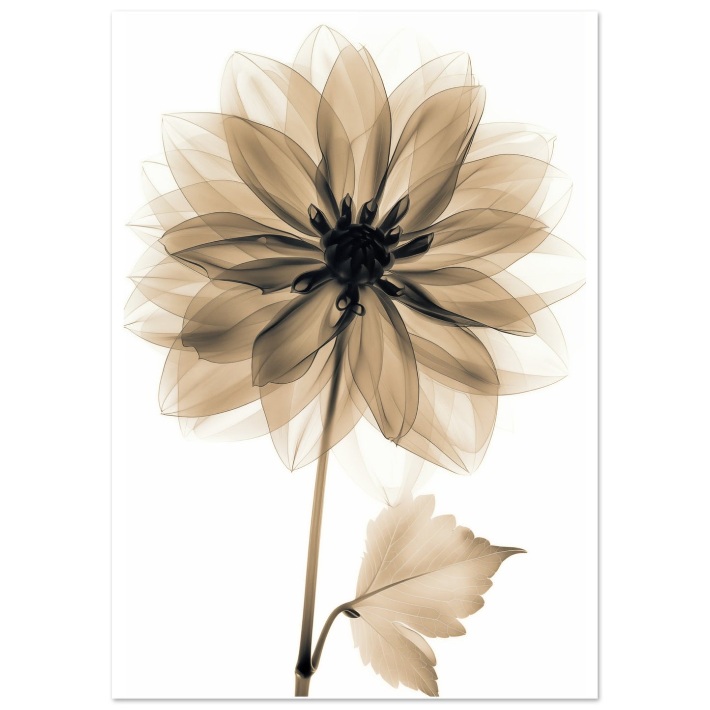 Röntgendahlie A4 21x29.7 cm - Pixara