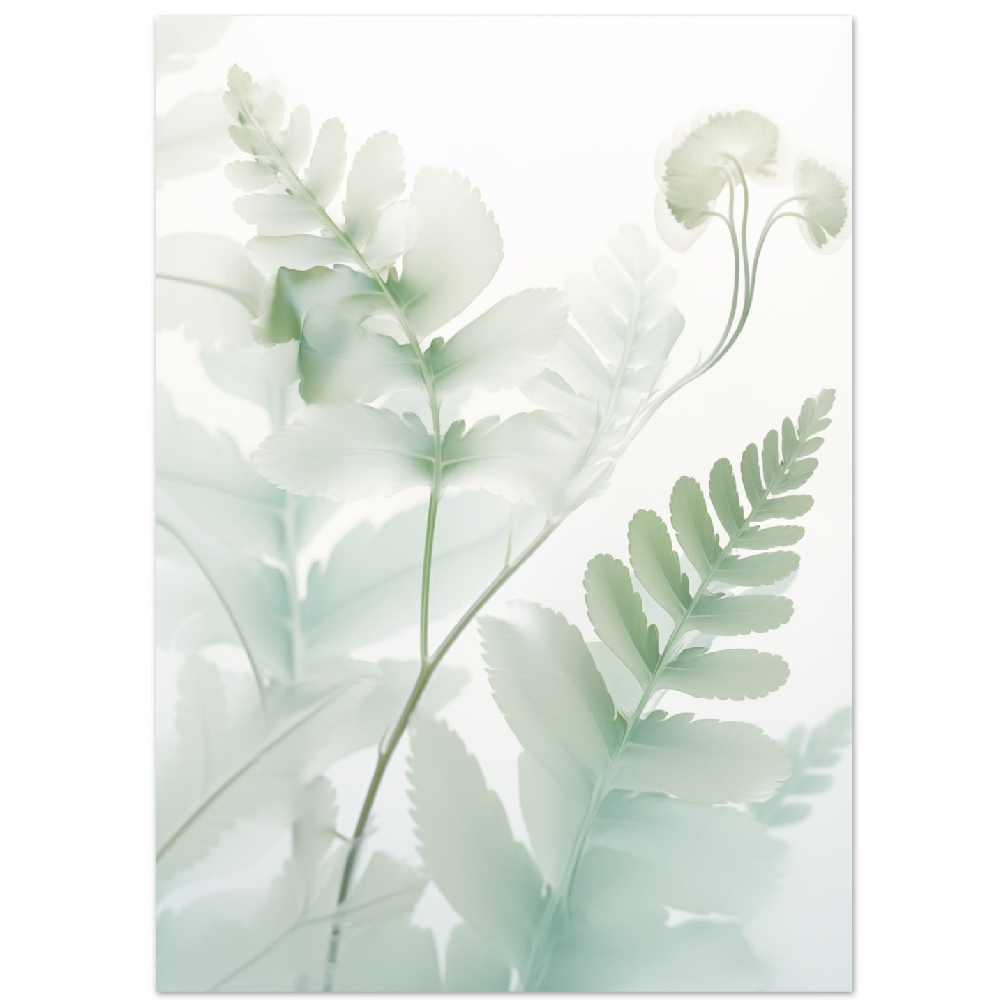 Farn Poster 50x70 cm - Pixara