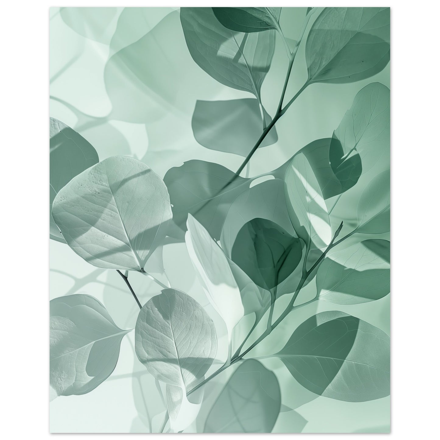 Eukalyptus-Träume Poster 40x50 cm - Pixara