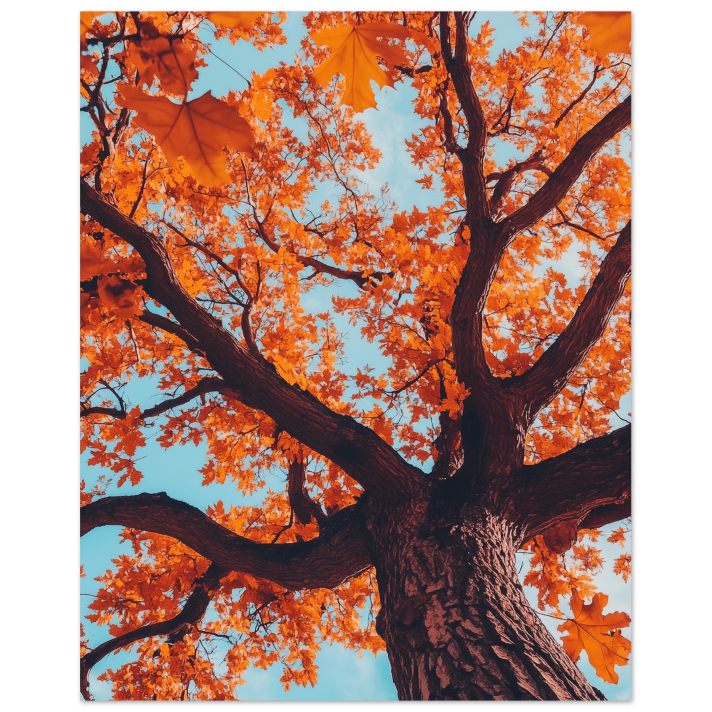 Majestätische Herbst-Eiche 20x25 cm - Pixara