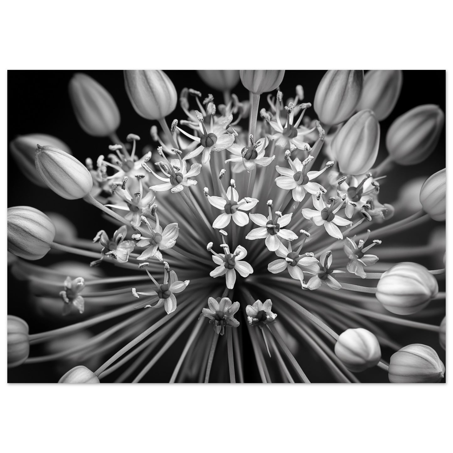 Allium-Symphonie Poster 50x70 cm - Pixara