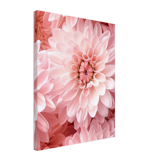 Leinwand „Rosa Chrysantheme“ mit Nahaufnahme dicht stehender rosa Chrysanthemenblüten, 40x50 cm