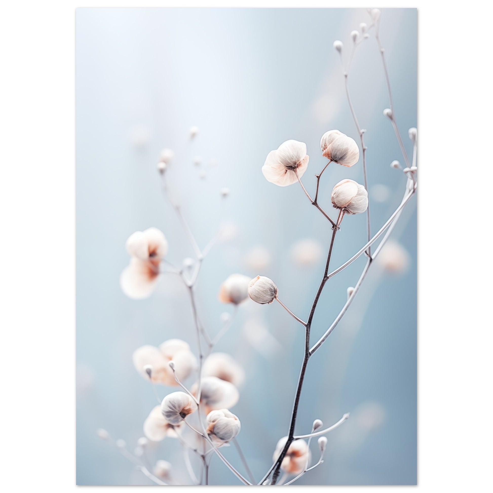 Sanfte Winterblüte Poster 50x70 cm - Pixara