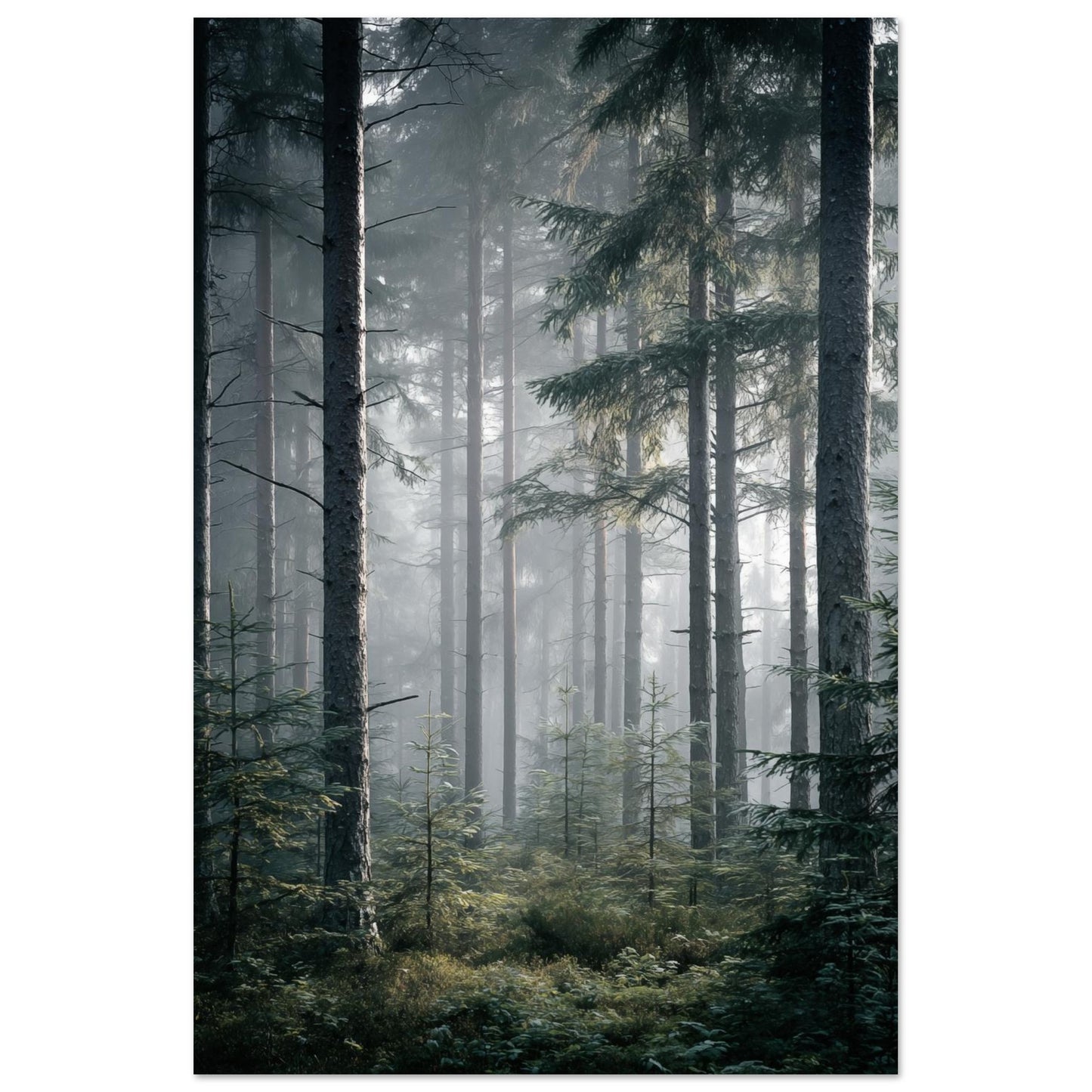 Morgennebel im Wald 60x90 cm - Pixara