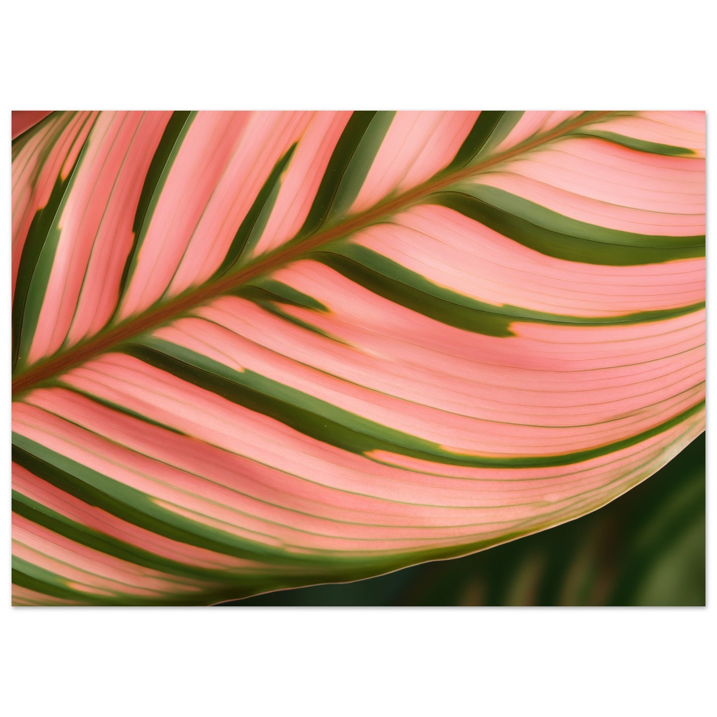 Calathea Farbenspiel Poster 50x70 cm - Pixara