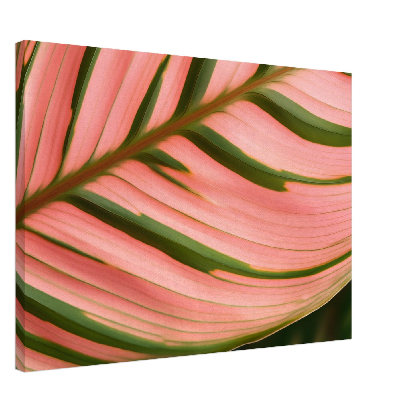 Calathea Farbenspiel Leinwand 50x70 cm - Pixara