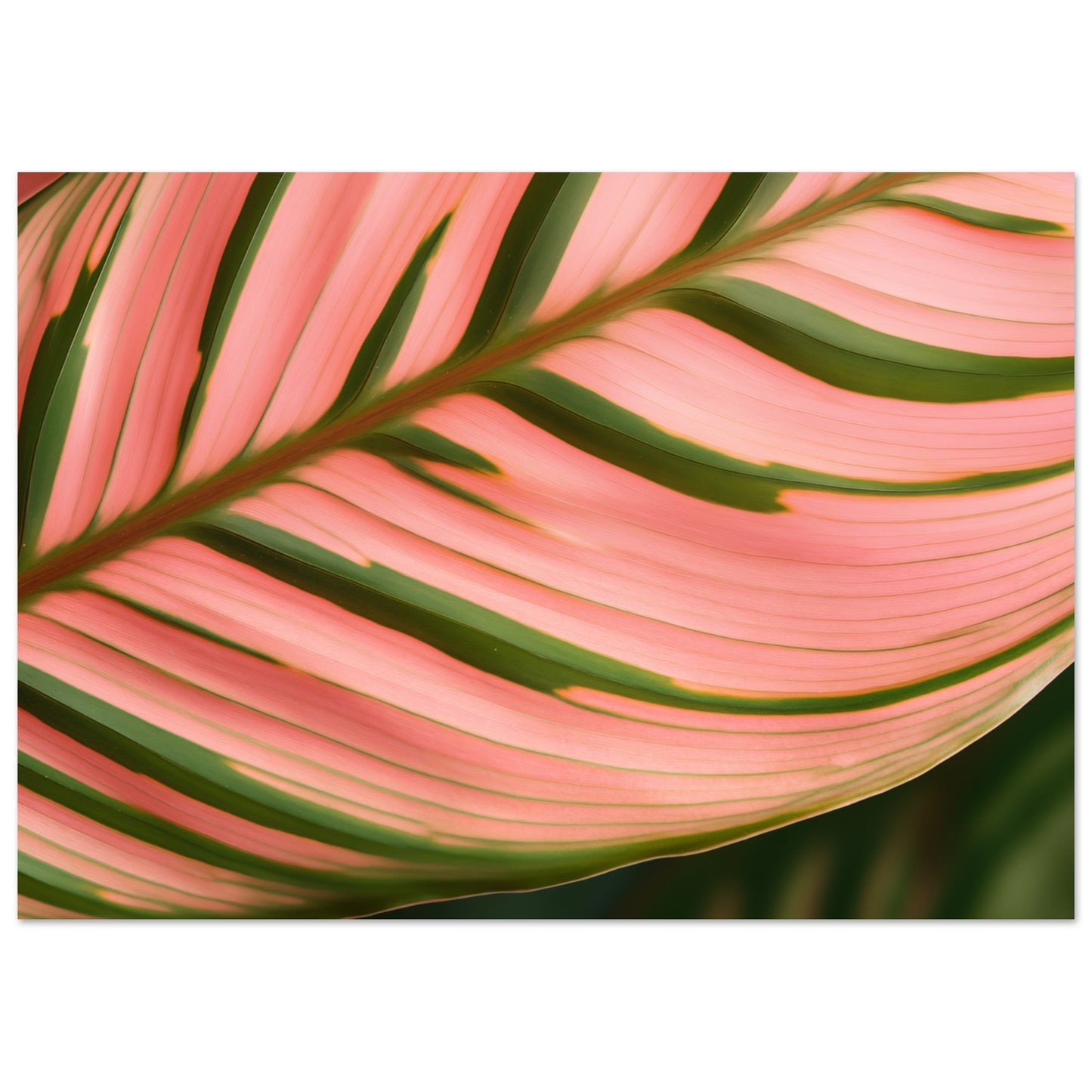 Calathea Farbenspiel Poster A4 21x29.7 cm - Pixara