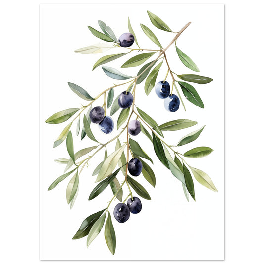 Poster „Olive Branch Serenity“ mit Olivenzweig mit grünen Blättern und dunklen Oliven auf weißem Grund, 13x18 cm
