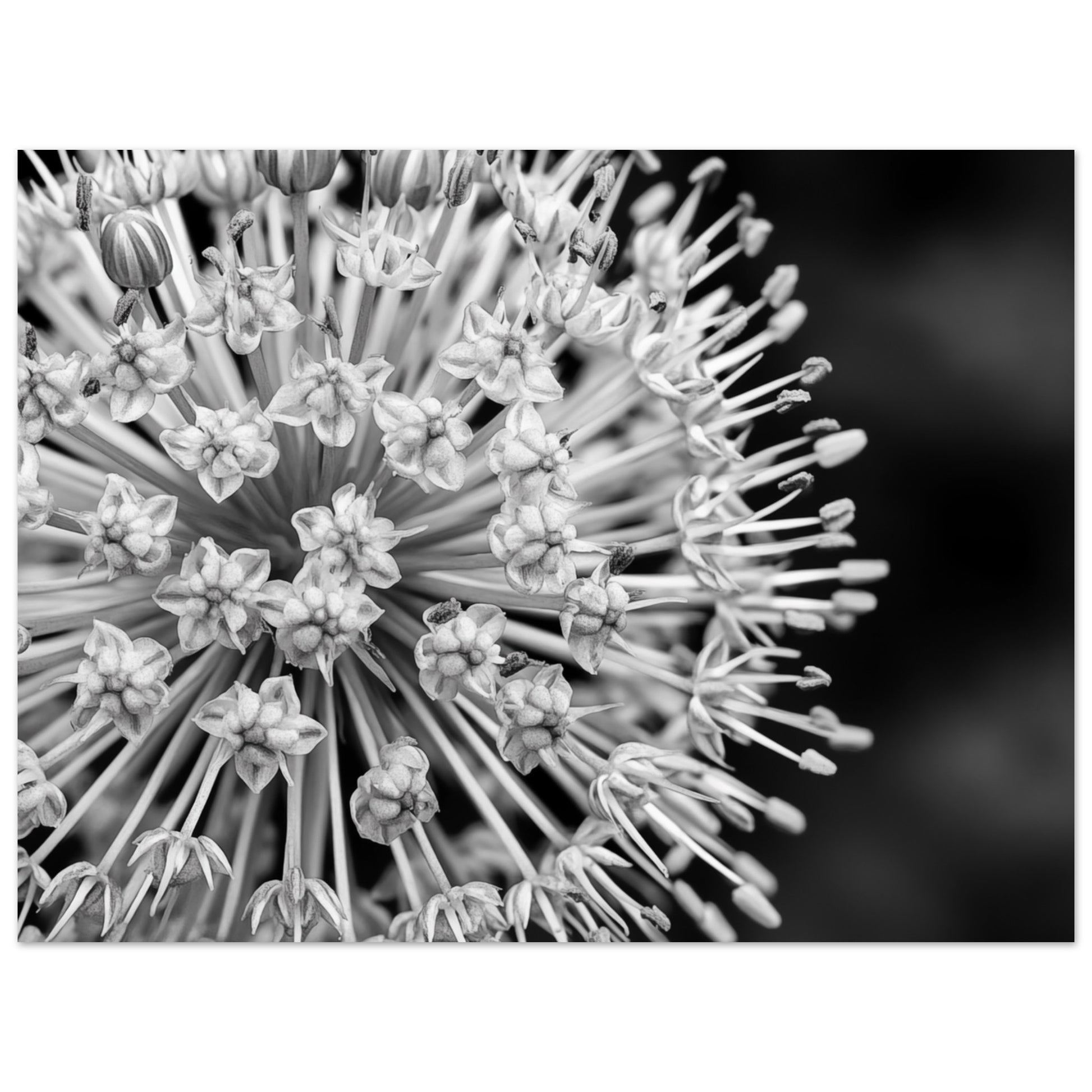 Monochromes Allium-Makro Poster 30x40 cm - Pixara