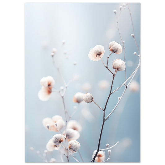 Poster „Sanfte Winterblüte“ mit feiner Winterzweig mit kleinen weißen Blüten oder Beeren vor hellblauem Hintergrund, 13x18 cm