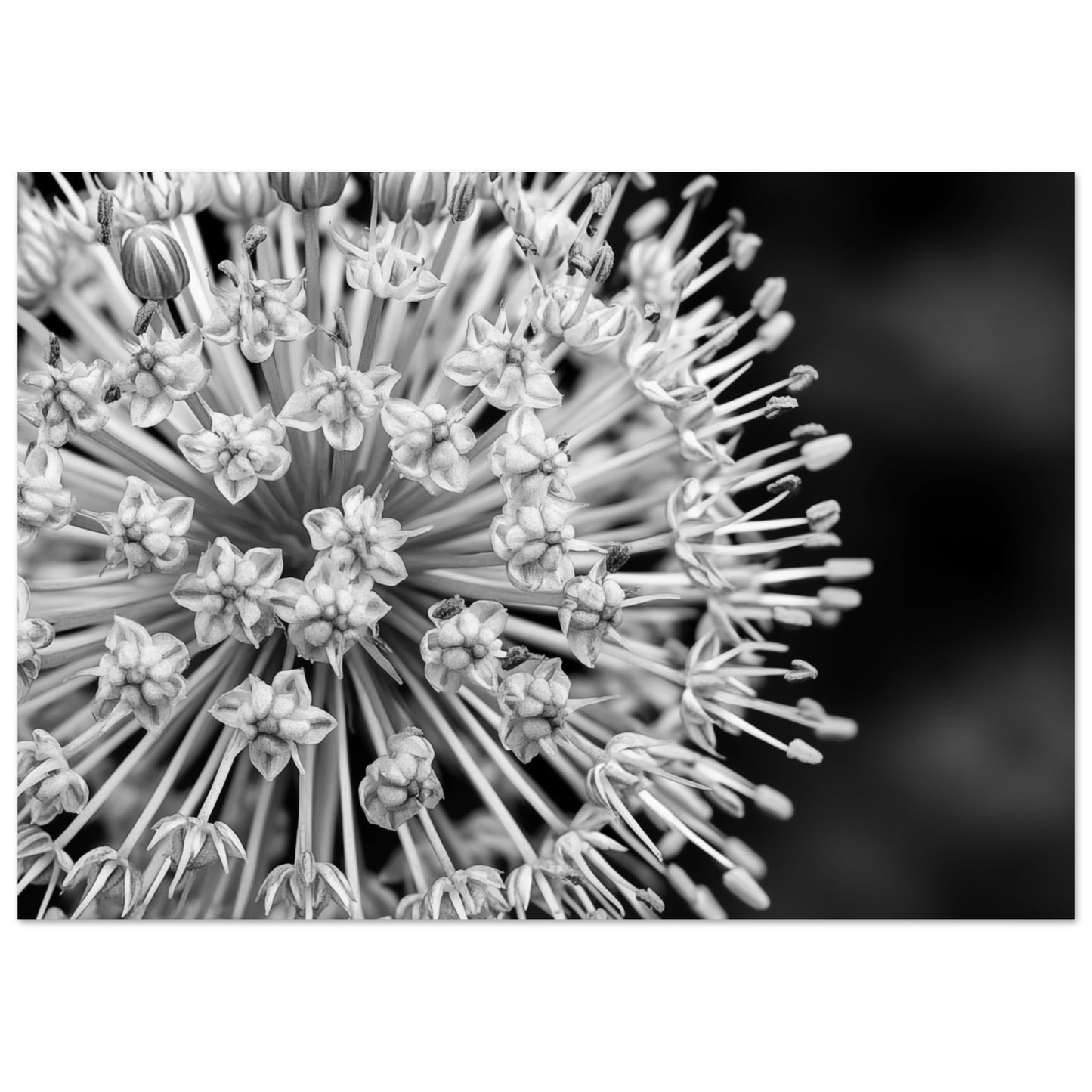 Monochromes Allium-Makro Poster A4 21x29.7 cm - Pixara