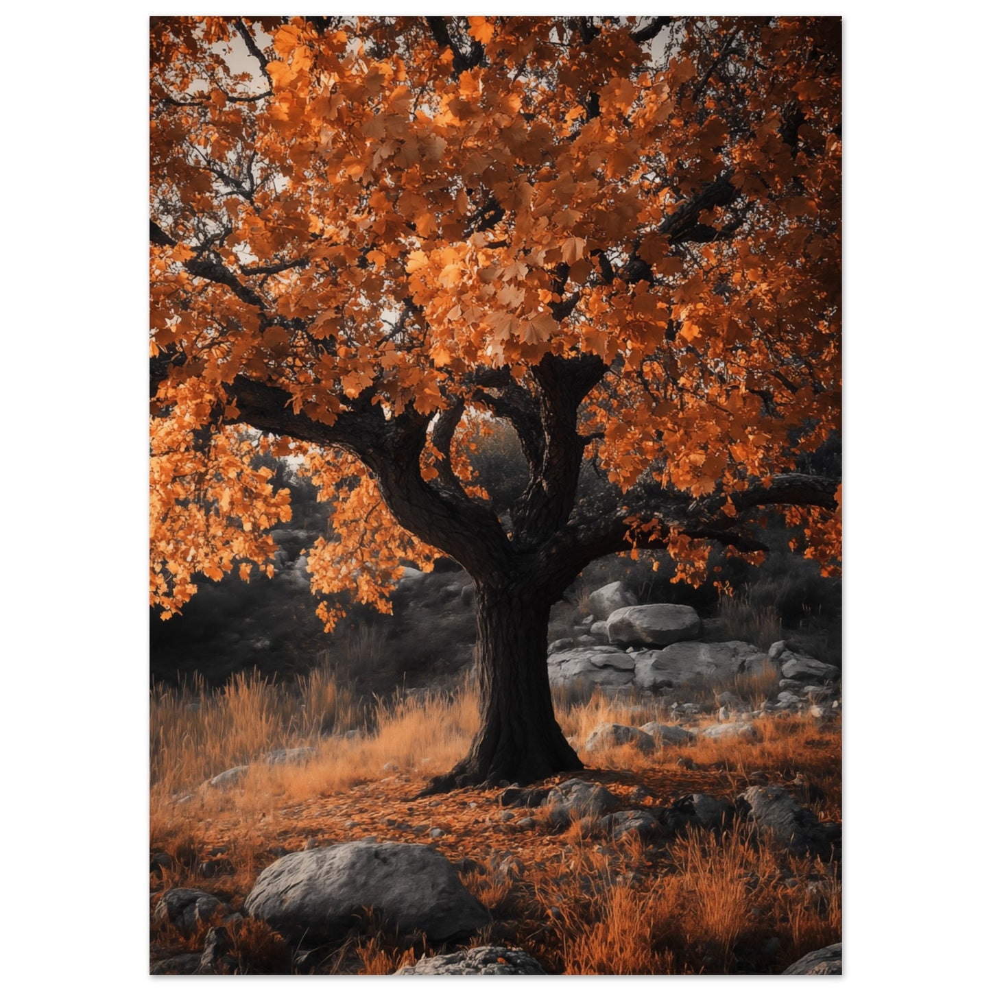 Eichenwunder im Herbst 13x18 cm - Pixara