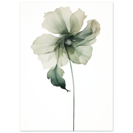 Poster „Grüne Anmut“ mit zarte grüne Blüte mit weichen transparenten Blütenblättern auf weißem Grund, 13x18 cm