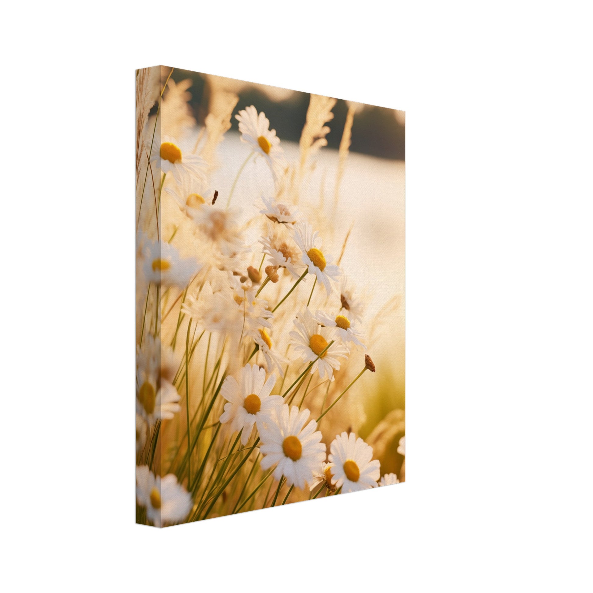 Leinwand „Abendsonne und Gänseblümchen“ mit Gänseblümchen auf einer hellen Wiese im warmen Abendlicht, 20 × 25 cm