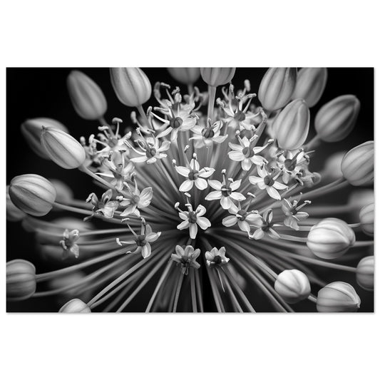 Allium-Symphonie Poster 60x90 cm - Pixara