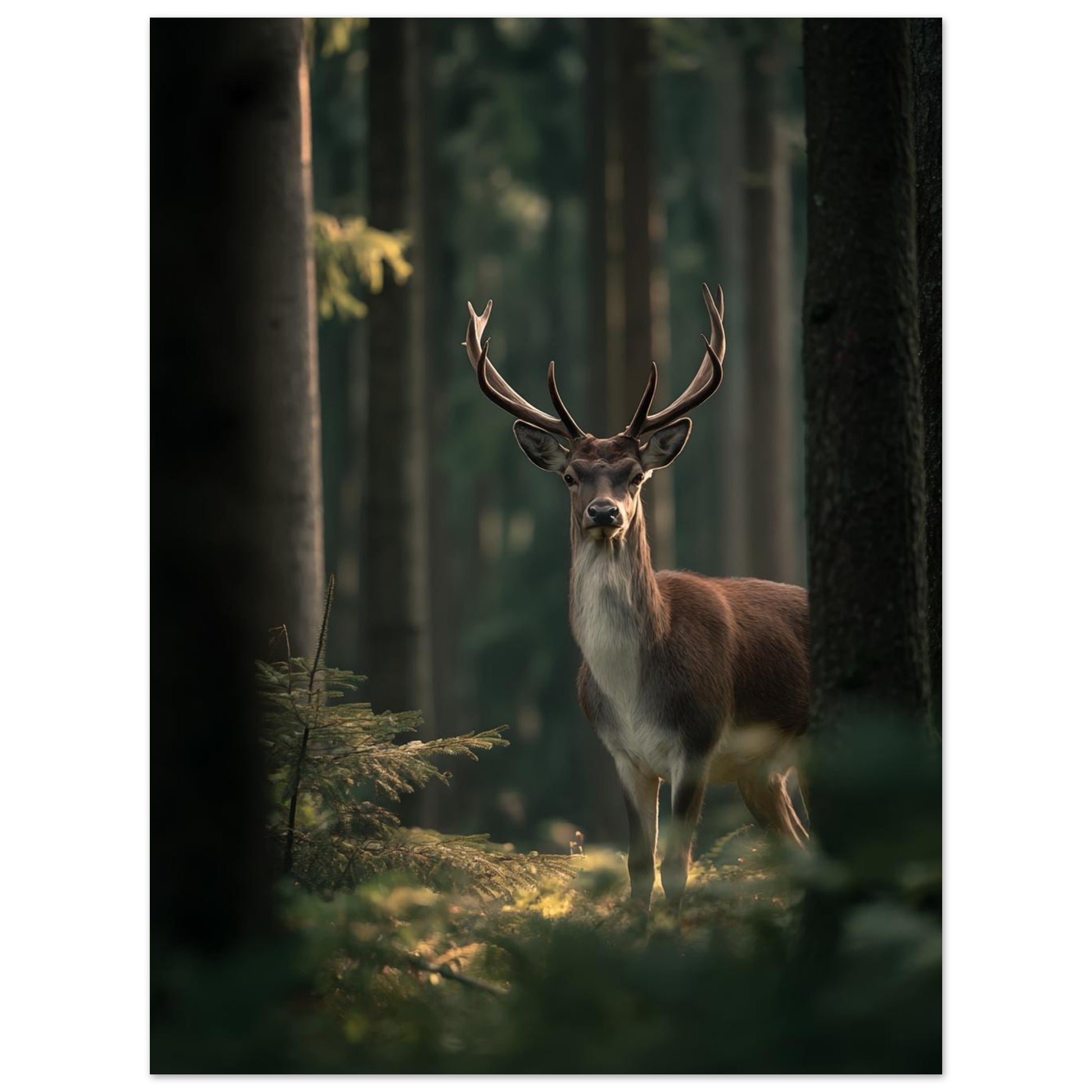 Edelhirsch im Morgenlicht - Pixara