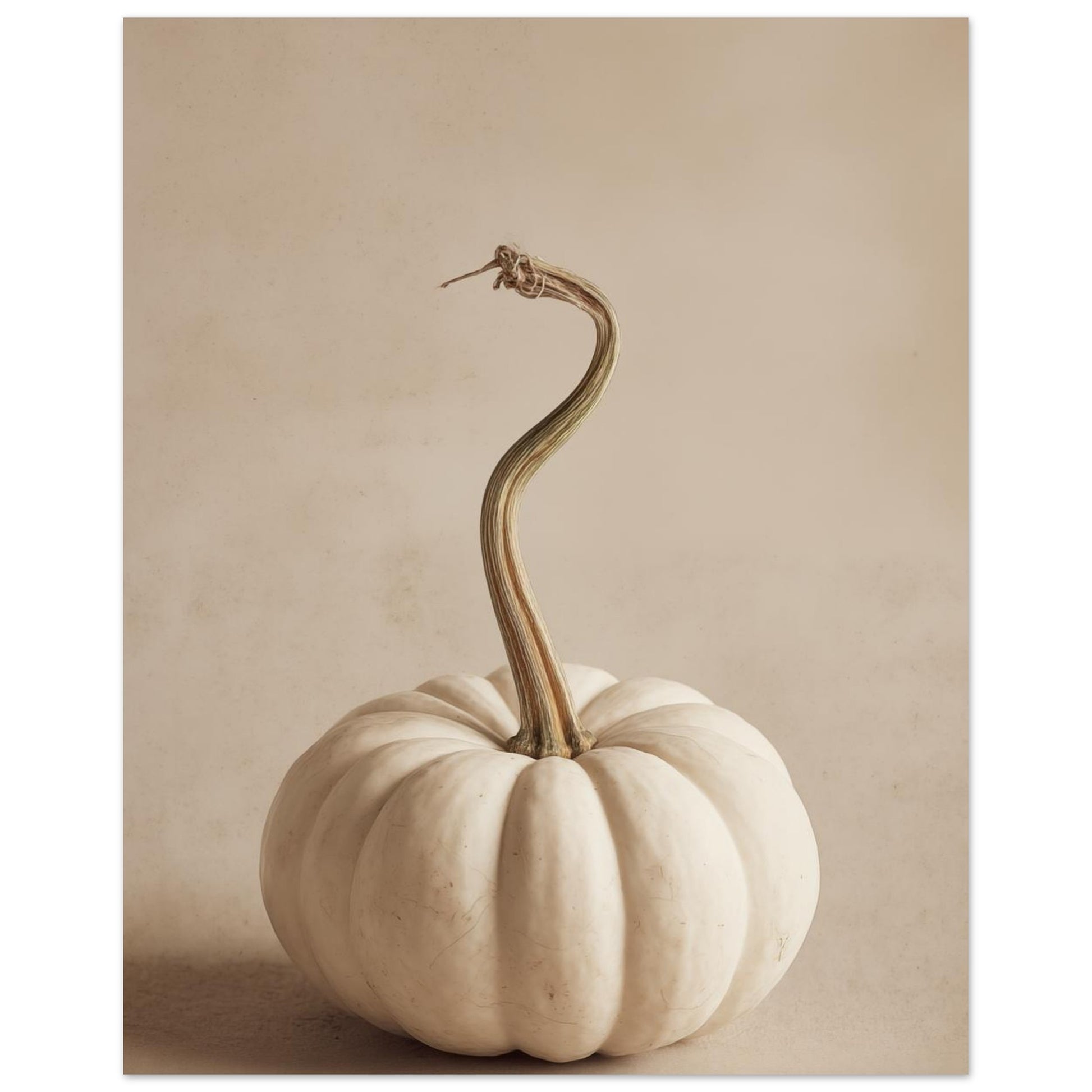 Weißer Kürbis 20x25 cm - Pixara