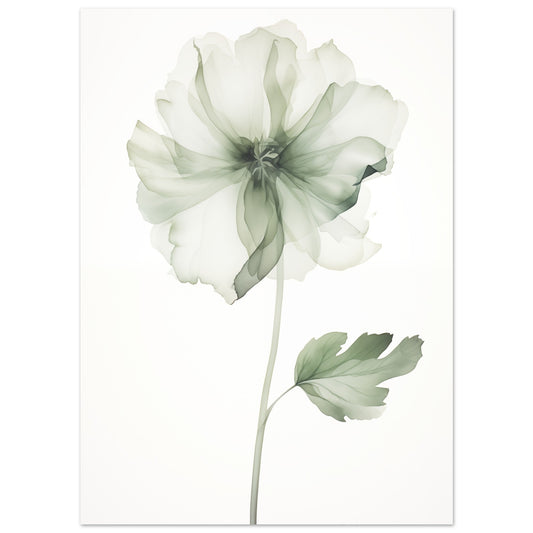 Poster „Eleganz der Natur“ mit zarte grüne Blüte mit transparenten Blütenblättern und Stiel, 13x18 cm