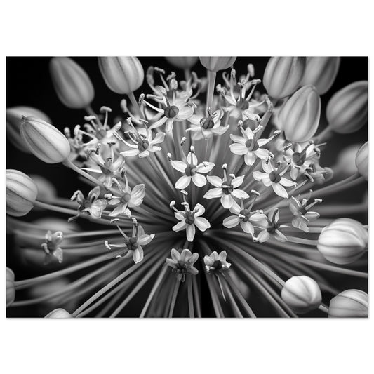 Poster „Allium-Symphonie“ mit kontrastreicher Schwarzweiß-Nahaufnahme einer Alliumblüte, 13 × 18 cm