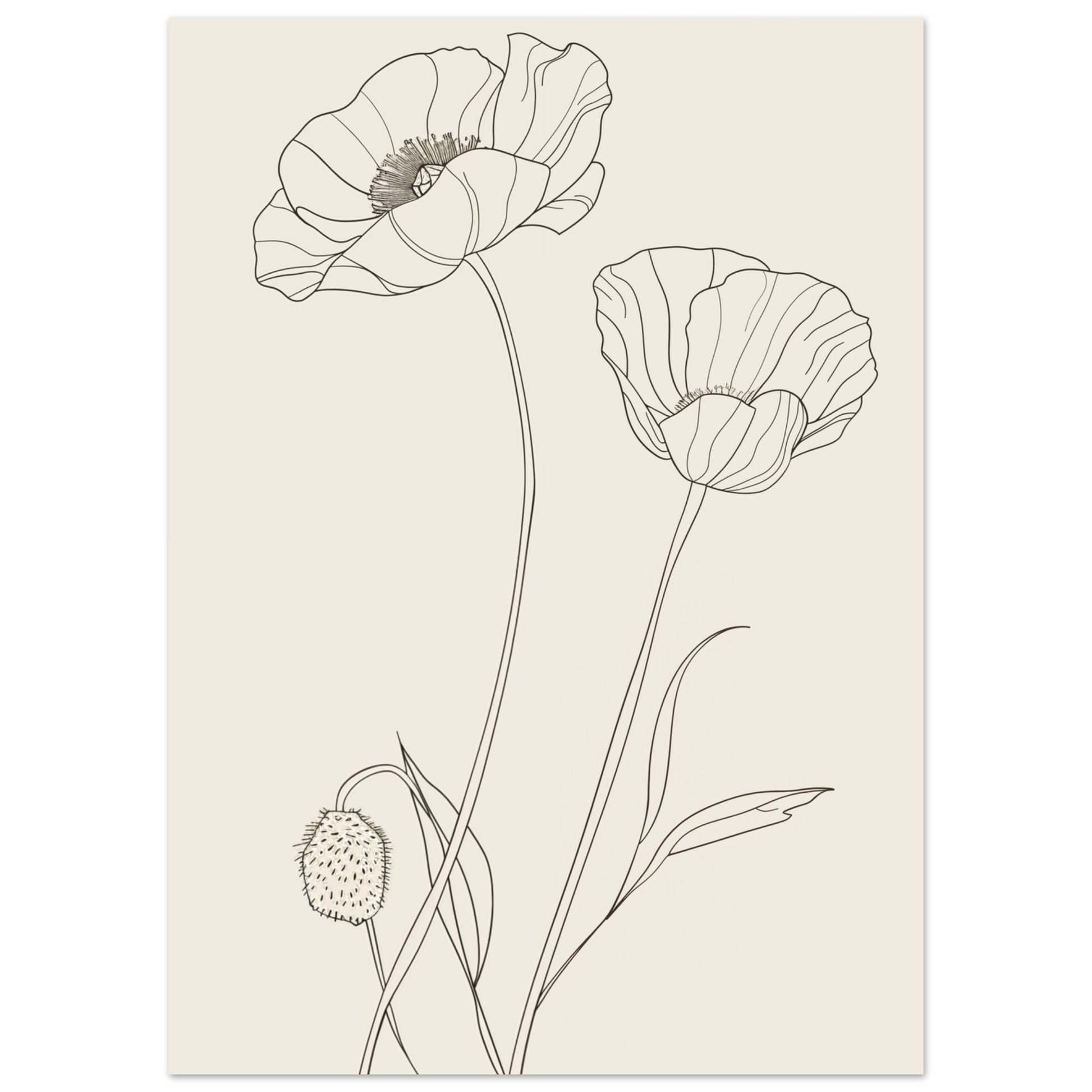 Wandbild „Minimalistische Mohnblumen“ mit minimalistische Mohnblumen als feine botanische Linienzeichnung, 50x70 cm