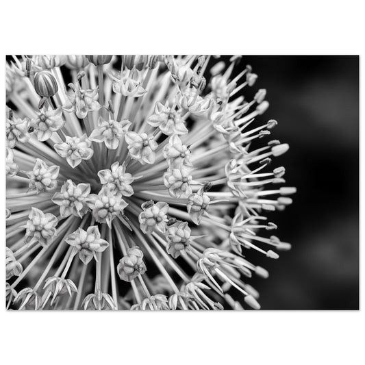 Poster „Monochromes Allium-Makro“ mit Schwarzweiß-Makro einer kugelförmigen Alliumblüte mit feinen Blütenstielen, 13x18 cm