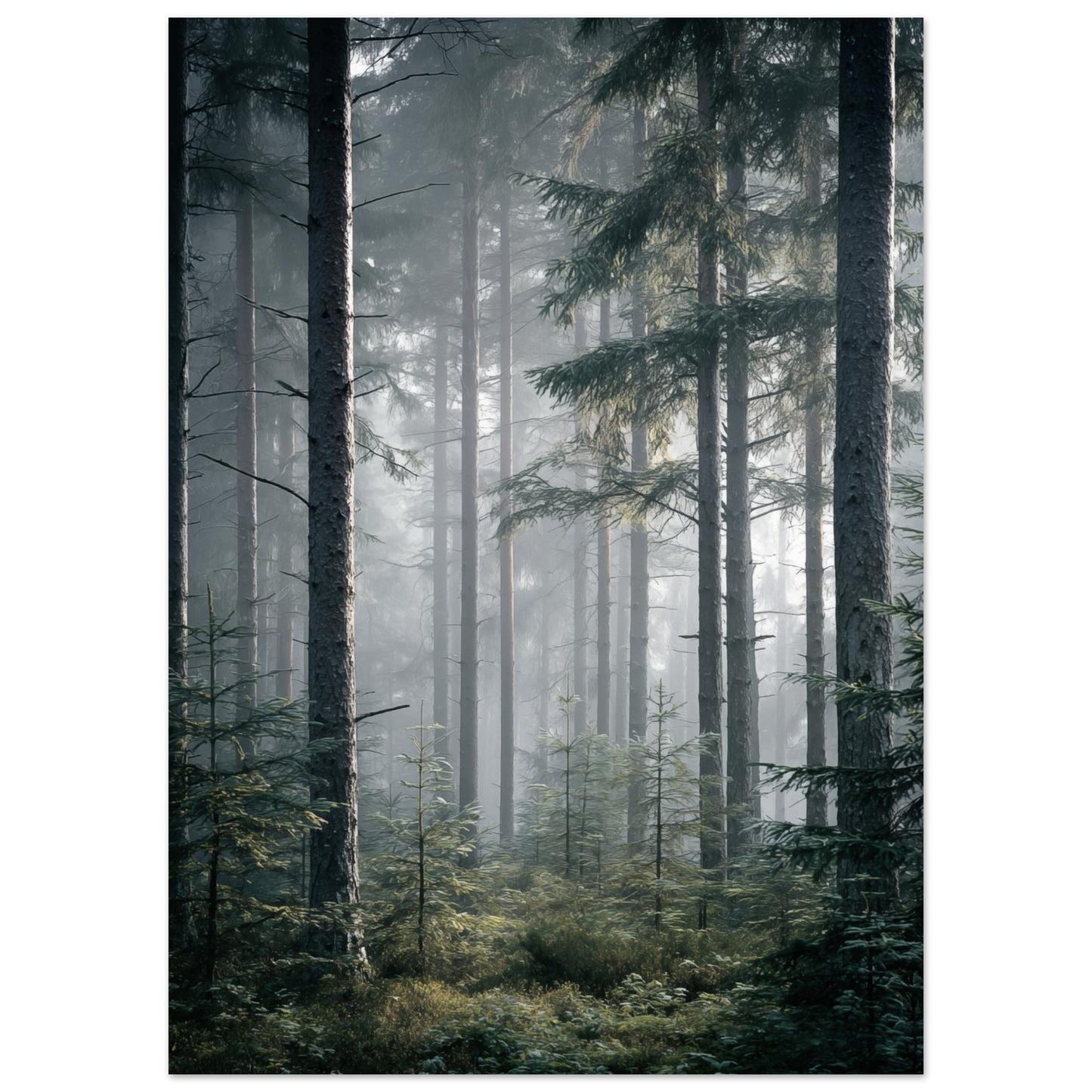 Morgennebel im Wald 50x70 cm - Pixara