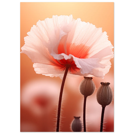 Poster „Sanfte Entfaltung“ mit rosa Mohnblüte mit korallfarbenem Zentrum und Samenkapseln, 13x18 cm