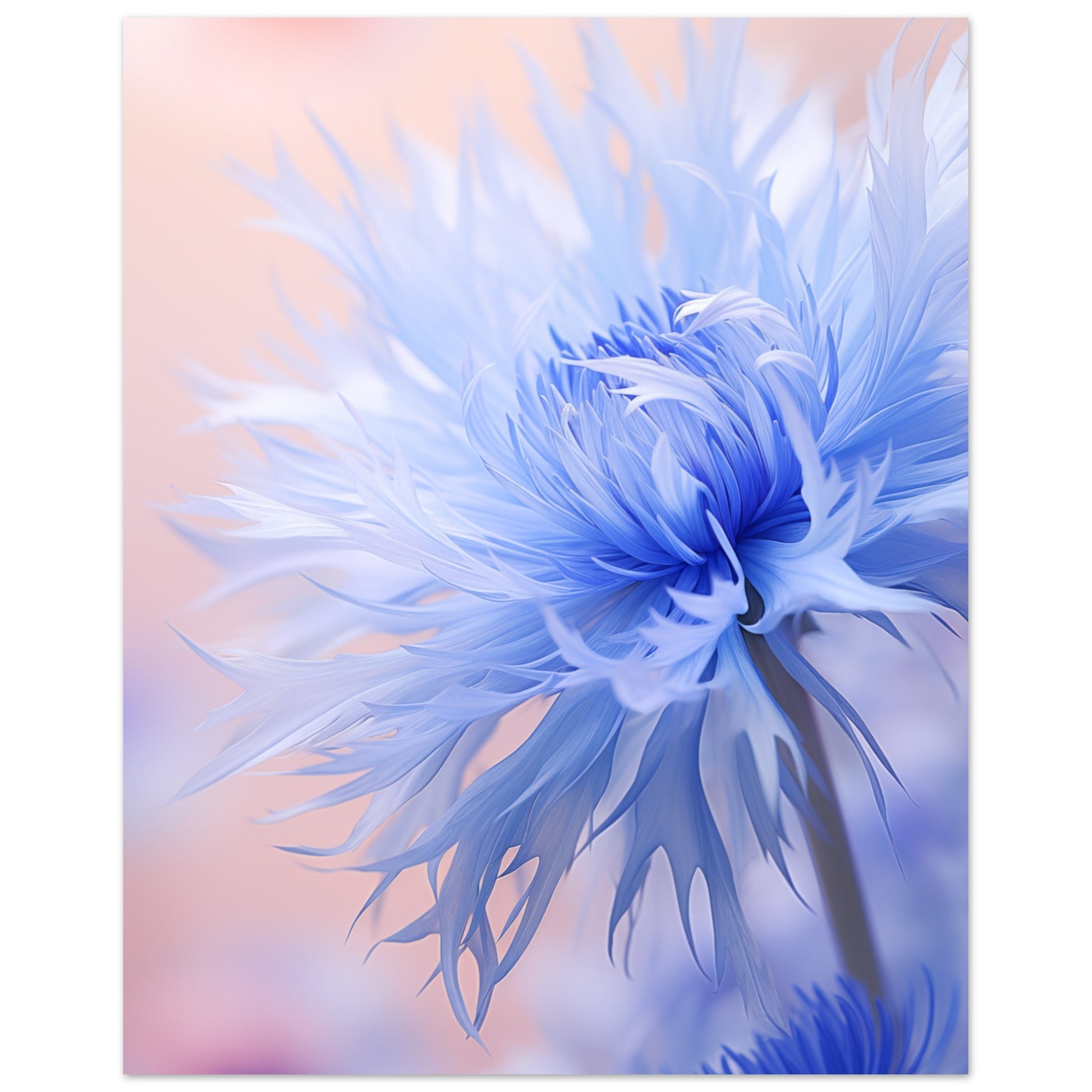 Kornblume Poster 20x25 cm - Pixara