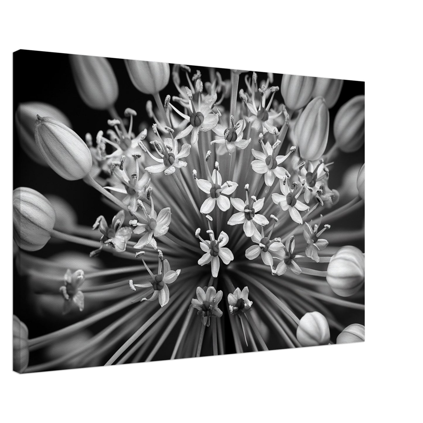 Allium-Symphonie Leinwand 60x90 cm - Pixara