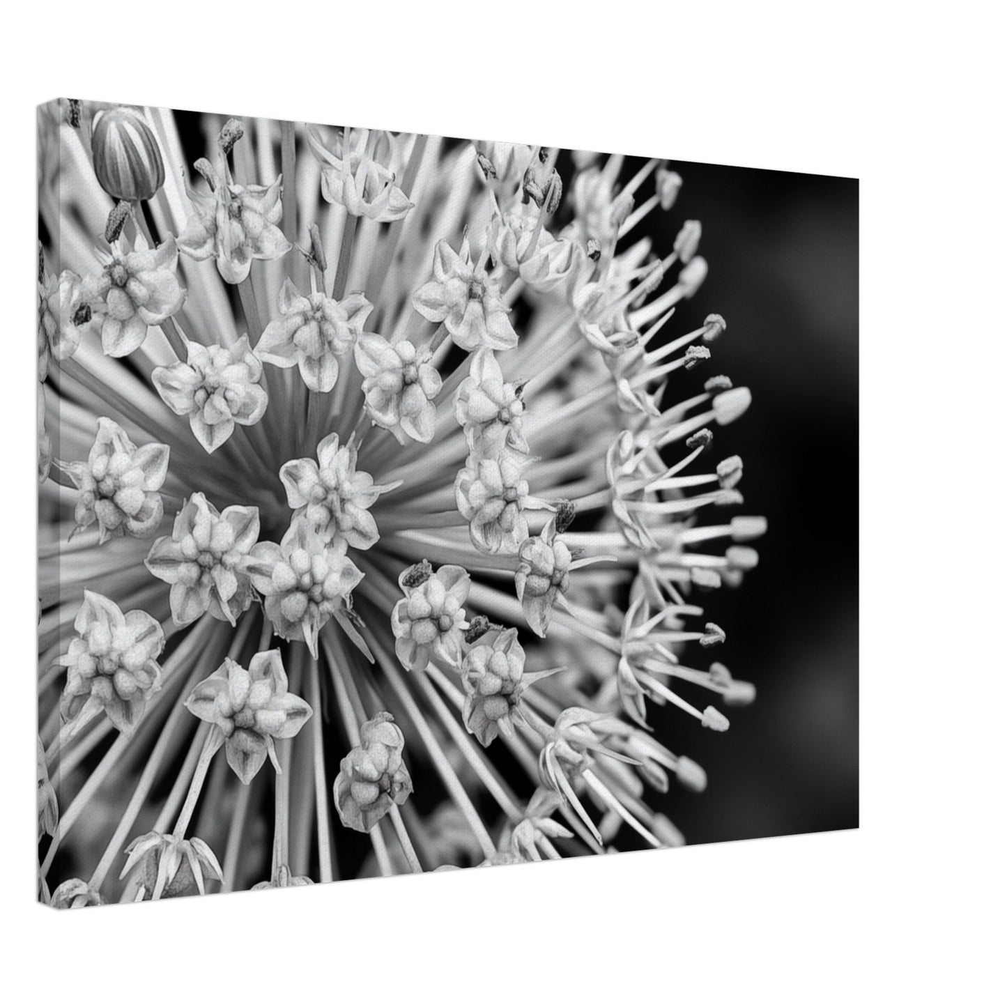 Monochromes Allium-Makro Leinwand 50x70 cm - Pixara