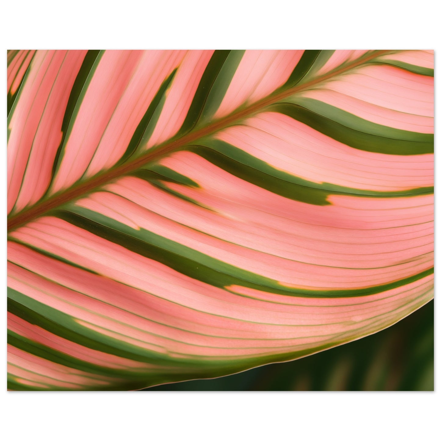 Calathea Farbenspiel Poster 20x25 cm - Pixara